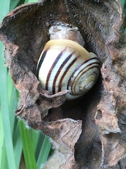Cepaea nemoralis