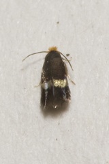 Nepticulidae