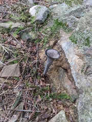 Craterellus