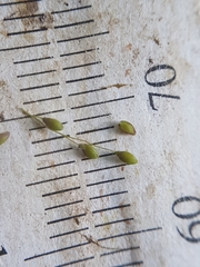 Dichanthelium spretum