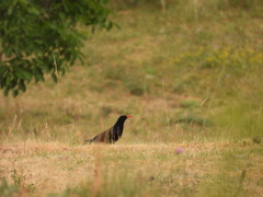 Pyrrhocorax pyrrhocorax