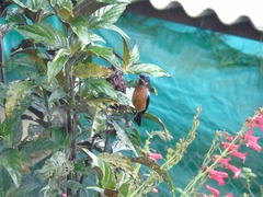 Diglossa brunneiventris