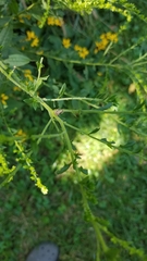 Pseudocneorhinus bifasciatus