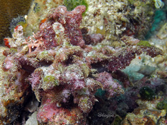 Phyllodiscus semoni