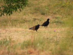 Pyrrhocorax pyrrhocorax