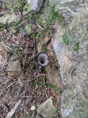 Craterellus