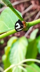 Membracis foliatafasciata
