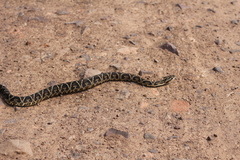 Bothrops alternatus