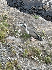 Phalacrocorax punctatus punctatus