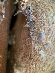 Camponotus zonatus