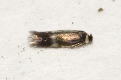 Nepticulidae