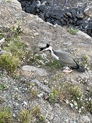 Phalacrocorax punctatus punctatus