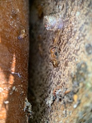 Camponotus zonatus