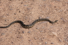 Bothrops alternatus