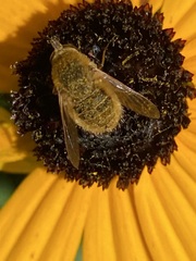 Sparnopolius confusus