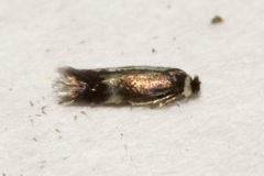 Nepticulidae