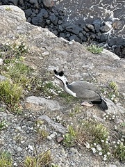 Phalacrocorax punctatus punctatus