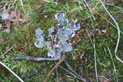 Peltigera praetextata
