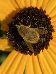 Sparnopolius confusus