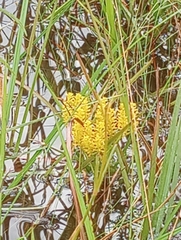 Polygala ramosa