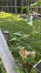 Fallopia convolvulus
