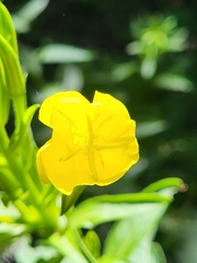 Oenothera biennis