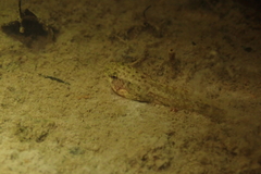 Hoplobatrachus chinensis