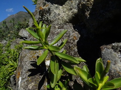 Peperomia inaequalifolia