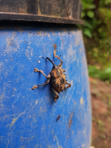 Ozopherus muricatus
