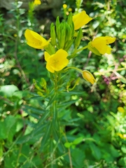 Oenothera biennis