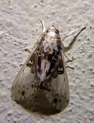 Idalus intermedia