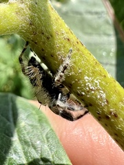 Phidippus otiosus