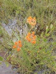 Asclepias lanceolata