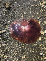 Cyanea ferruginea