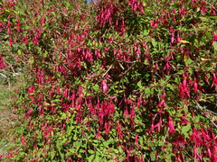 Fuchsia magellanica