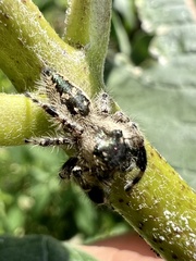 Phidippus otiosus
