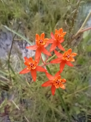 Asclepias lanceolata