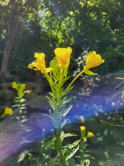 Oenothera biennis