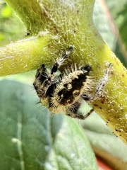 Phidippus otiosus
