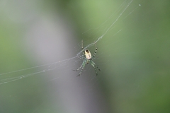 Mangora