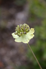 Bupleurum stellatum