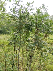 Fraxinus caroliniana