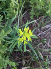Euphorbia virgata