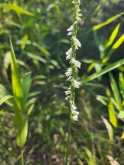 Spiranthes lacera