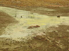 Hydrochoerus hydrochaeris