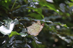Protogoniomorpha parhassus