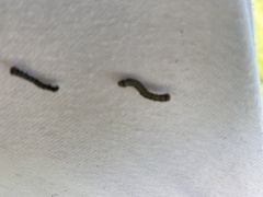 Phryganidia californica