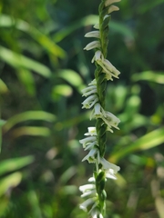 Spiranthes lacera