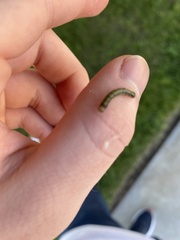 Phryganidia californica