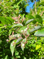 Cornus drummondii